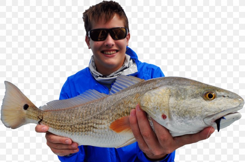 Mosquito Lagoon New Smyrna Beach Fly Fishing Red Drum PNG 1000x665px