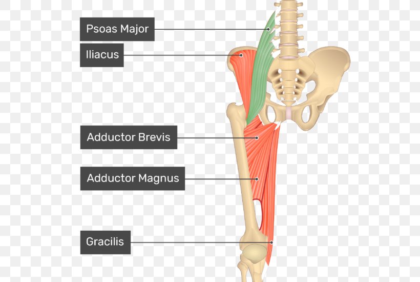 Anatomy Of The Adductor Brevis Muscle Orthopaedicprin Vrogue Co