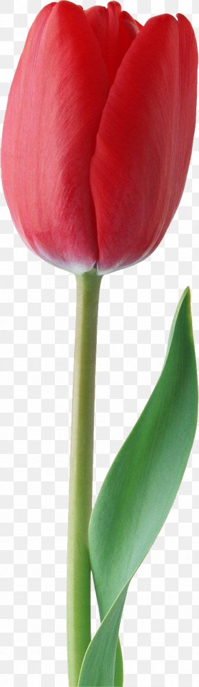 Tulip Flower Desktop Wallpaper Clip Art PNG 4651x8000px Tulip Bud