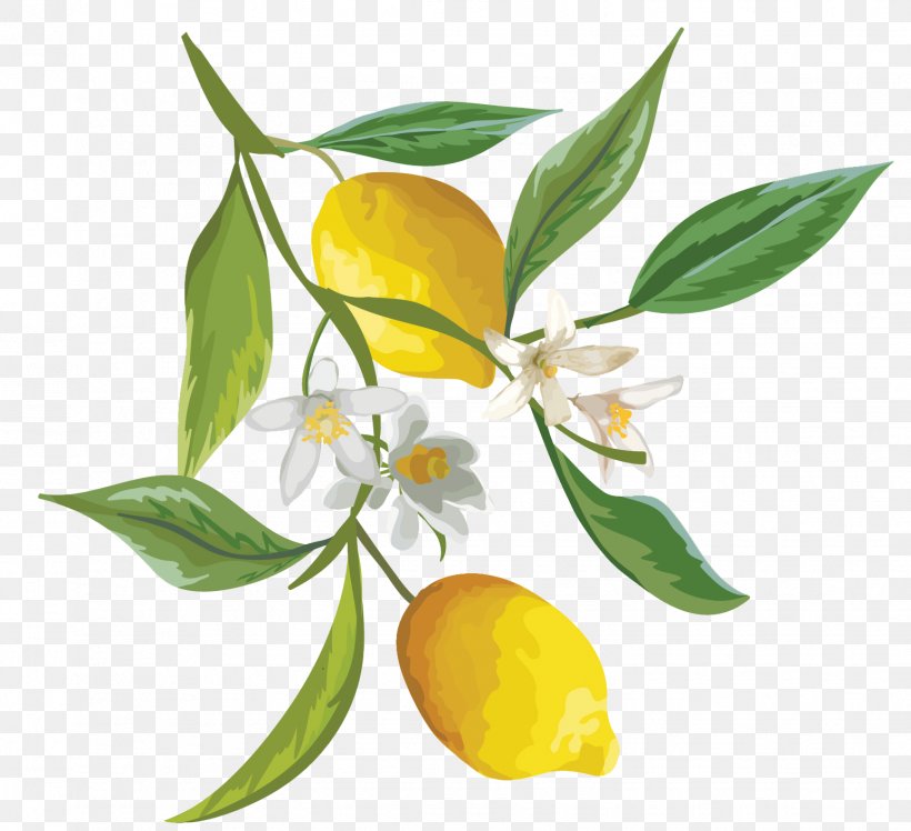 Lemon Fruit Watercolor Painting Png X Px Lemon Branch