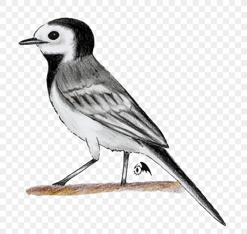 Bird White Wagtail Drawing Old World Animal, PNG, 1024x972px, Bird, American Sparrows, Animal, Beak, Black And White Download Free