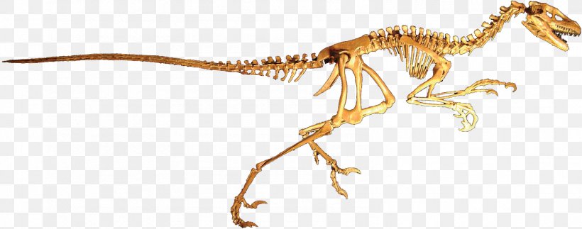 Dromaeosaurus Dinosaur Velociraptor Deinonychus Tyrannosaurus, PNG, 1594x628px, Dromaeosaurus, Albertosaurus, Animal Figure, Coelurosauria, Deinonychus Download Free