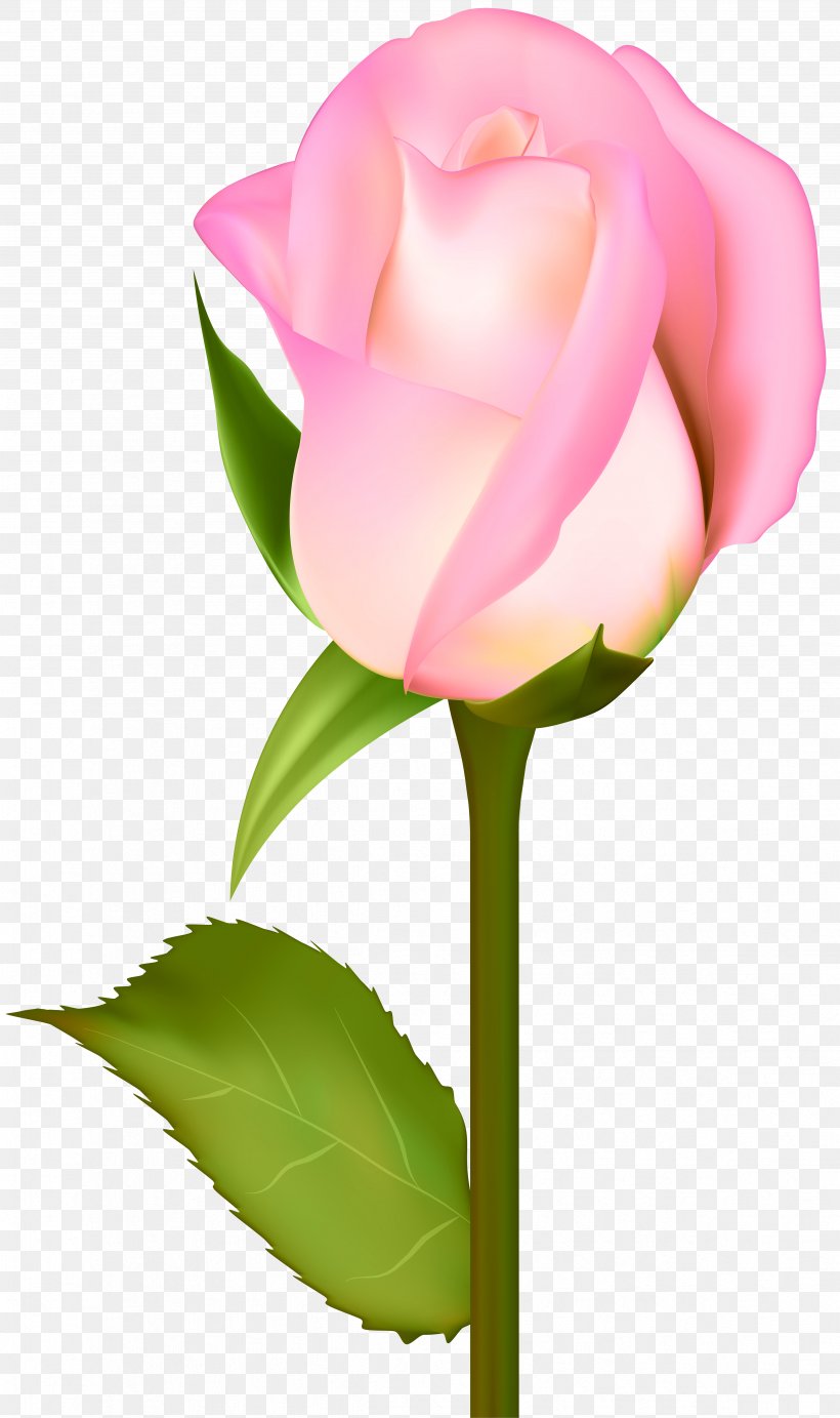 Garden Roses Centifolia Roses Clip Art, PNG, 4743x8000px, Flower, Bud, Centifolia Roses, Close Up, Cut Flowers Download Free