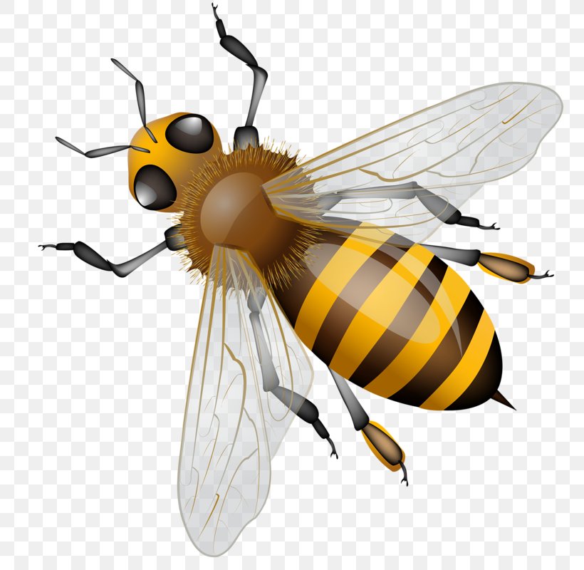 Western Honey Bee Insect Hornet Beehive, PNG, 763x800px, Bee, Arthropod, Beehive, Bumblebee, Fly Download Free