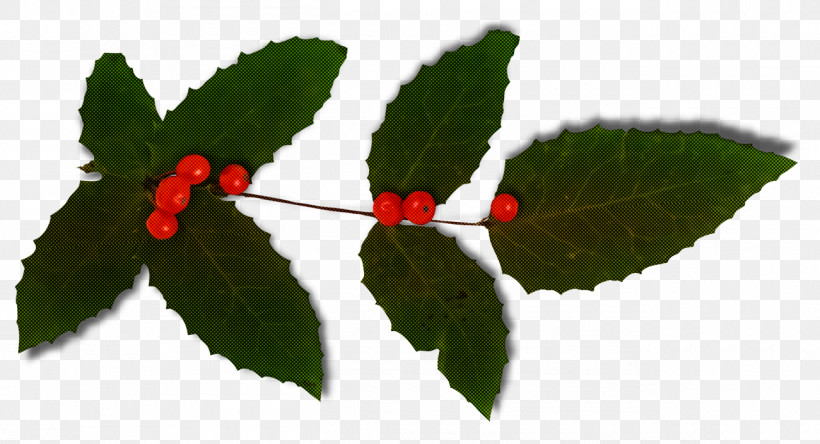 Christmas Holly Ilex Holly, PNG, 1300x704px, Christmas Holly, Cherry, Christmas, Flower, Fruit Download Free
