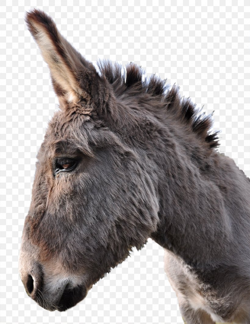 Donkey PhotoScape Horse, PNG, 1000x1299px, Donkey, Computer Software, Donkey Burger, Fauna, Fur Download Free