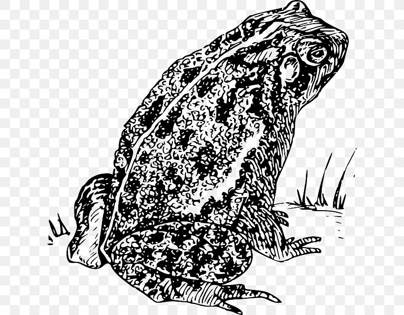 Frog And Toad Drawing, PNG, 628x640px, Frog And Toad, Amphibian, Art, Black And White, Drawing Download Free