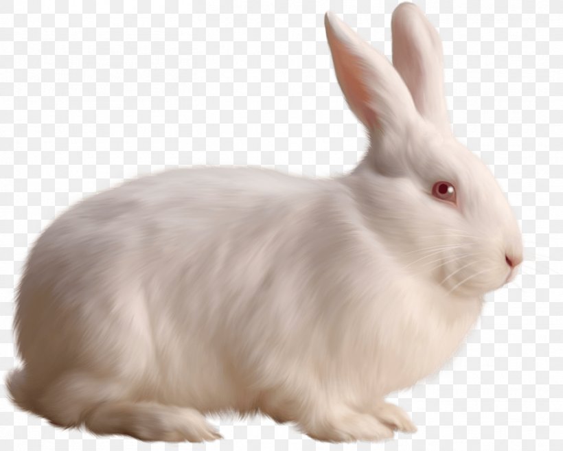 Rabbit Clip Art, PNG, 1462x1173px, Cottontail Rabbit, Domestic Rabbit, European Rabbit, Hare, Hares Pikas And Rabbits Download Free
