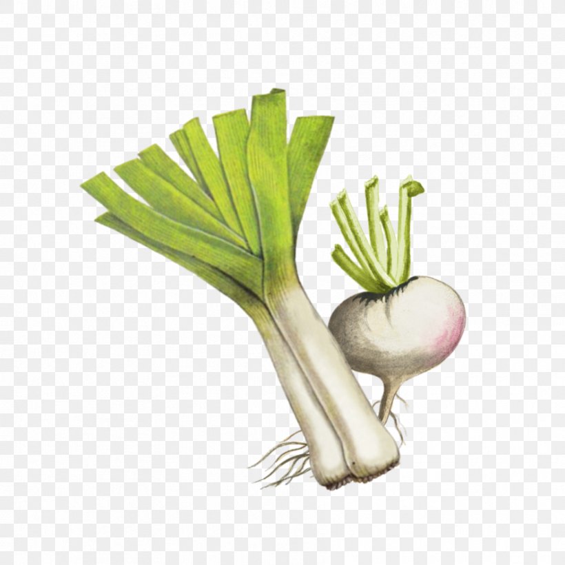 Vegetable Leek Welsh Onion Plant Radish, PNG, 886x886px, Vegetable, Allium, Chives, Food, Leek Download Free