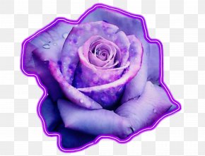 Magenta Blue Rose - Black Pink Rose PNG