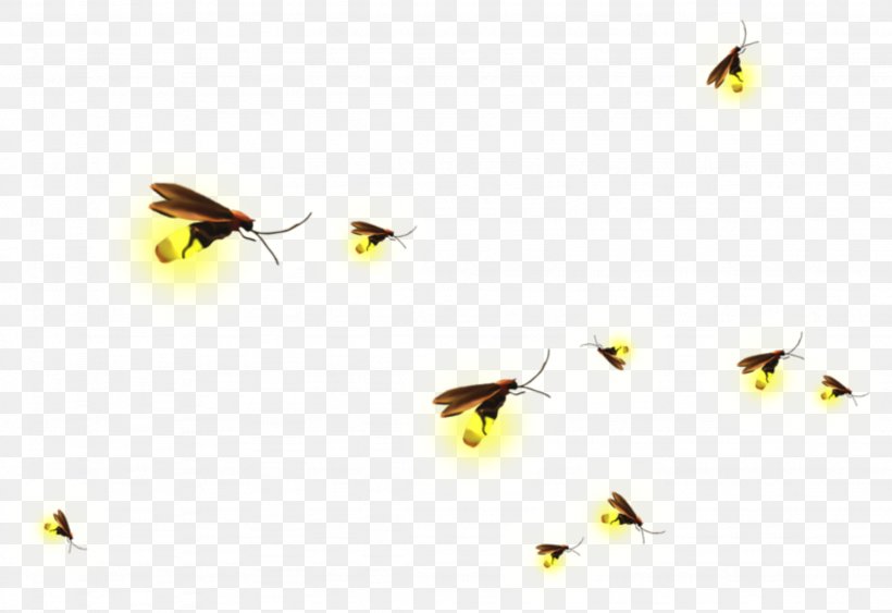 Clip Art Firefly Image Insect, PNG, 2254x1550px, Firefly, Arthropod, Bee, Butterfly, Fly Download Free