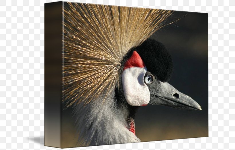 Crane Stock Photography Bird Royalty-free, PNG, 650x525px, Crane, Beak, Bird, Black Crowned Crane, Crane Like Bird Download Free