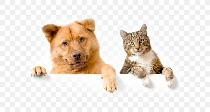 Dog–cat Relationship Puppy Pet Sitting Collar, PNG, 598x439px, Cat, Carnivoran, Cat Like Mammal, Collar, Companion Dog Download Free