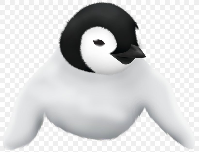 Duck Penguin Nose Beak, PNG, 900x685px, Duck, Beak, Bird, Ducks Geese And Swans, Flightless Bird Download Free