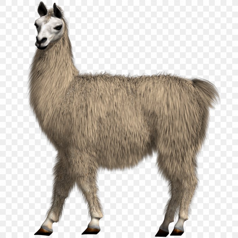 Llama Alpaca Camel Drawing, PNG, 1000x1000px, Llama, Alpaca, Camel, Camel Like Mammal, Drawing Download Free