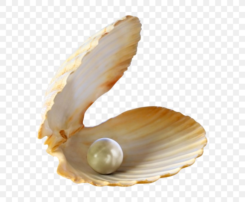 Seashell Pearl Clip Art, PNG, 600x676px, Seashell, Beach, Clam, Clams Oysters Mussels And Scallops, Cockle Download Free