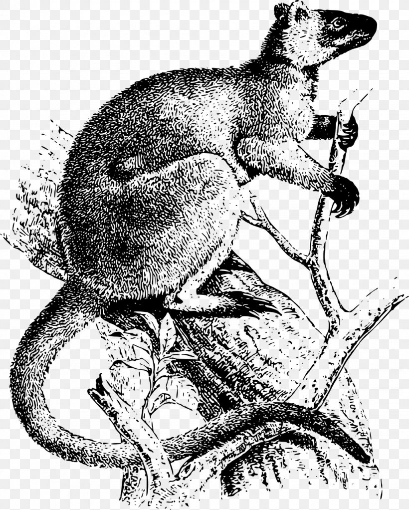 Tree-kangaroo Koala Clip Art, PNG, 1027x1280px, Treekangaroo, Animal, Art, Black And White, Carnivoran Download Free