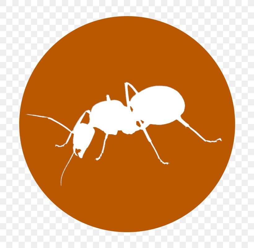 Carpenter Ant Insect Park Borneo Ant House, PNG, 800x800px, Ant, Amusement Park, Arthropod, Borneo, Carpenter Download Free