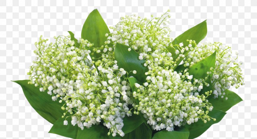 Lily Of The Valley Flower Desktop Wallpaper Poland .la, PNG, 1280x696px, Lily Of The Valley, Berry, Computer, Convallaria, Cut Flowers Download Free