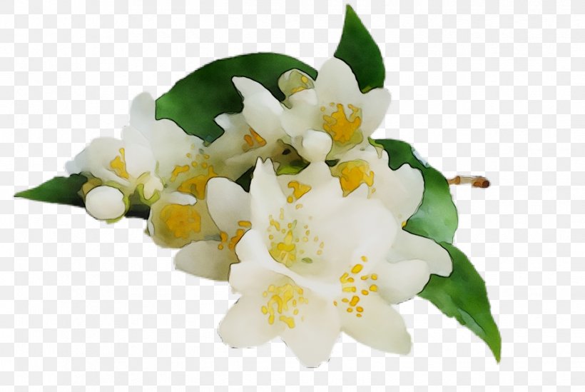 Tea Jasmine Essential Oil Orange Blossom, PNG, 1238x829px, Tea, Artificial Flower, Black Tea, Blossom, Bouquet Download Free