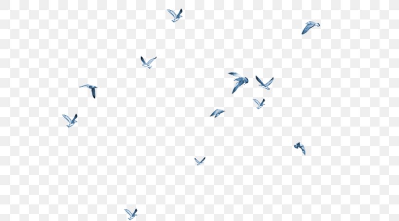 Bird Gulls Flight Columbidae Goose, PNG, 658x454px, Bird, Area, Bird Flight, Blue, Columbidae Download Free