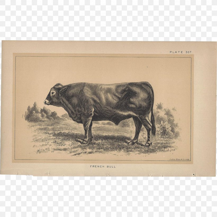 Bull Cattle Ox Pig Picture Frames, PNG, 1789x1789px, Bull, Cattle, Cattle Like Mammal, Cow Goat Family, Fauna Download Free