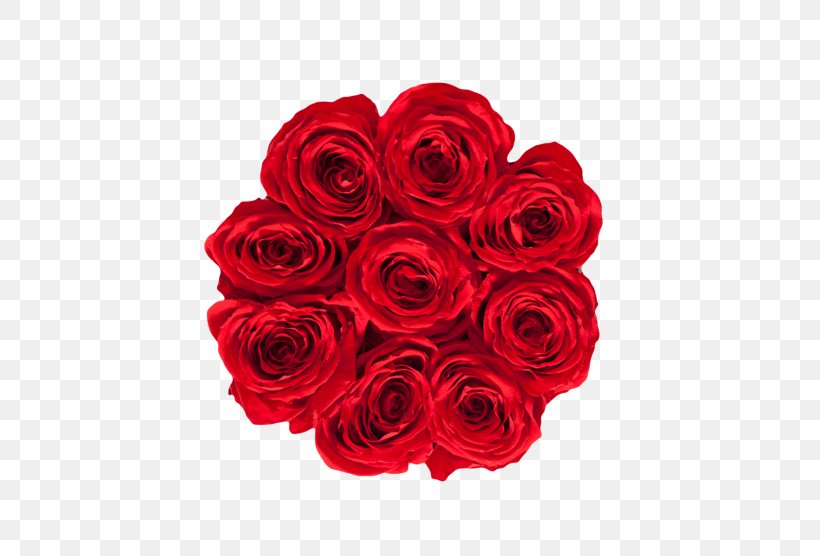 Garden Roses RE/MAX Karun Gayrimenkul Danışmanlığı RE/MAX, LLC RE/MAX INTEGRA Ontario-Atlantic Inc. Real Estate, PNG, 600x556px, Garden Roses, Cabbage Rose, Cut Flowers, Floral Design, Floristry Download Free