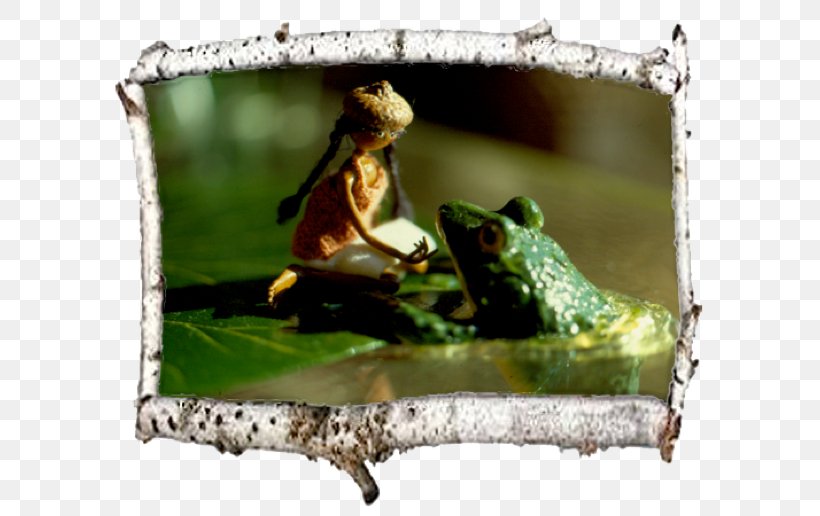 Tree Frog, PNG, 612x516px, Tree Frog, Amphibian, Fauna, Frog, Tree Download Free