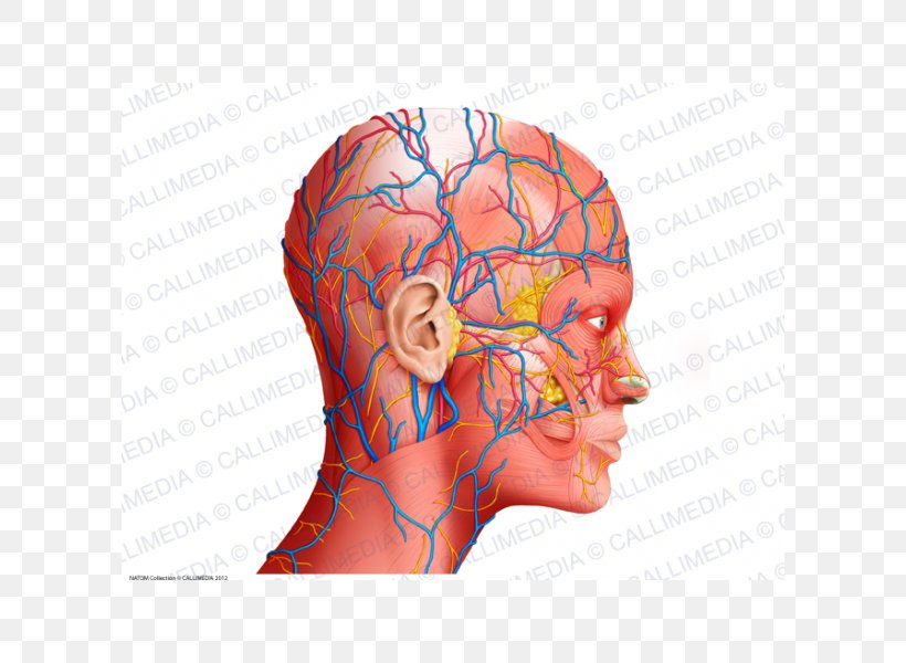 Human Anatomy Head And Neck Anatomy Physiology, PNG, 600x600px, Watercolor, Cartoon, Flower, Frame, Heart Download Free