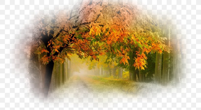 Nature Tree Desktop Wallpaper, PNG, 800x450px, Nature, Animal, Autumn, English, Facebook Download Free
