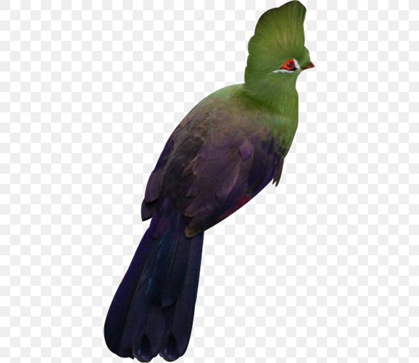 Beak Fauna Feather, PNG, 415x711px, Beak, Bird, Fauna, Feather, Wing Download Free
