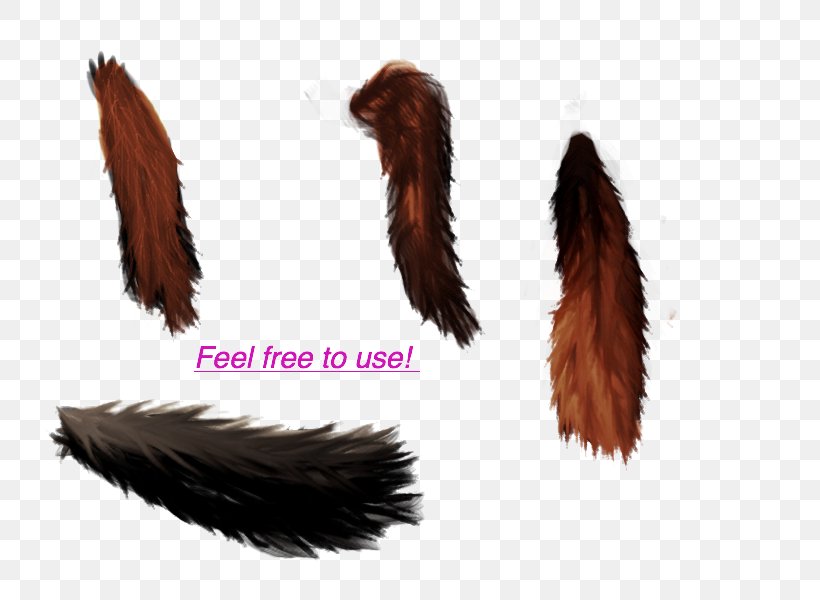 Fur, PNG, 800x600px, Fur, Feather, Tail, Wing Download Free