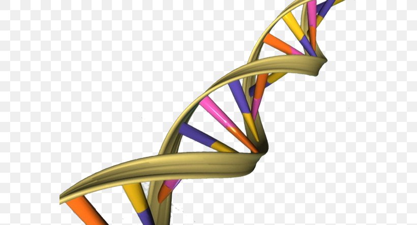The Double Helix: A Personal Account Of The Discovery Of The Structure Of DNA Nucleic Acid Double Helix A-DNA Genome, PNG, 586x443px, Dna, Adna, Autosome, Chair, Dna Sequencing Download Free