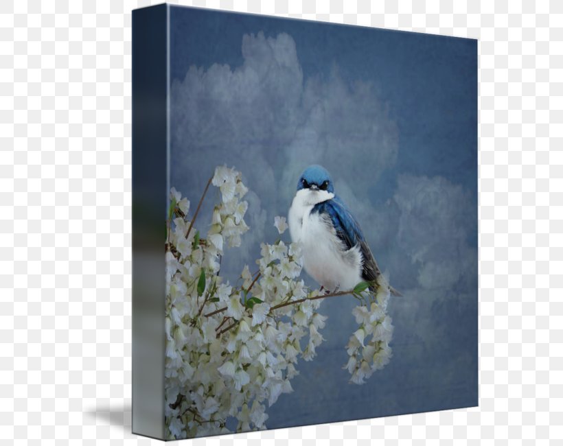 Tree Swallow Blue Jay Gallery Wrap Tina Lindsay, PNG, 589x650px, Swallow, Art, Beak, Bird, Blanket Download Free