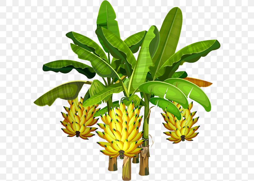 Banana, PNG, 604x584px, Banana, Flowerpot, Fruit, Plant, Plant Stem Download Free