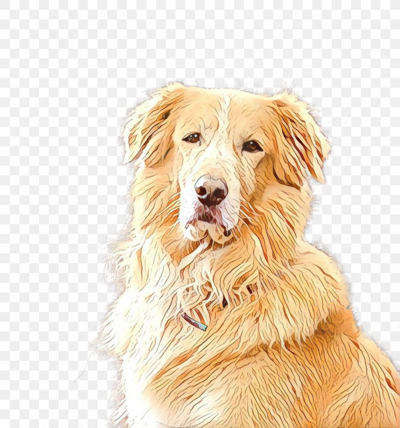 Golden Retriever Background, PNG, 1027x1100px, Golden Retriever, Ancient Dog Breeds, Basque Shepherd Dog, Breed, Companion Dog Download Free