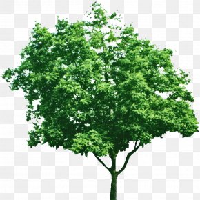 Trees Creative Element Floral Patterns - Tree Green Branch PNG