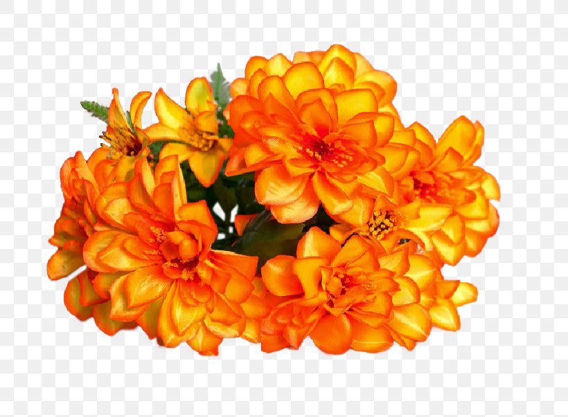 Chrysanthemum Cut Flowers Orange S.A., PNG, 721x603px, Chrysanthemum, Chrysanths, Cut Flowers, Flower, Flowering Plant Download Free