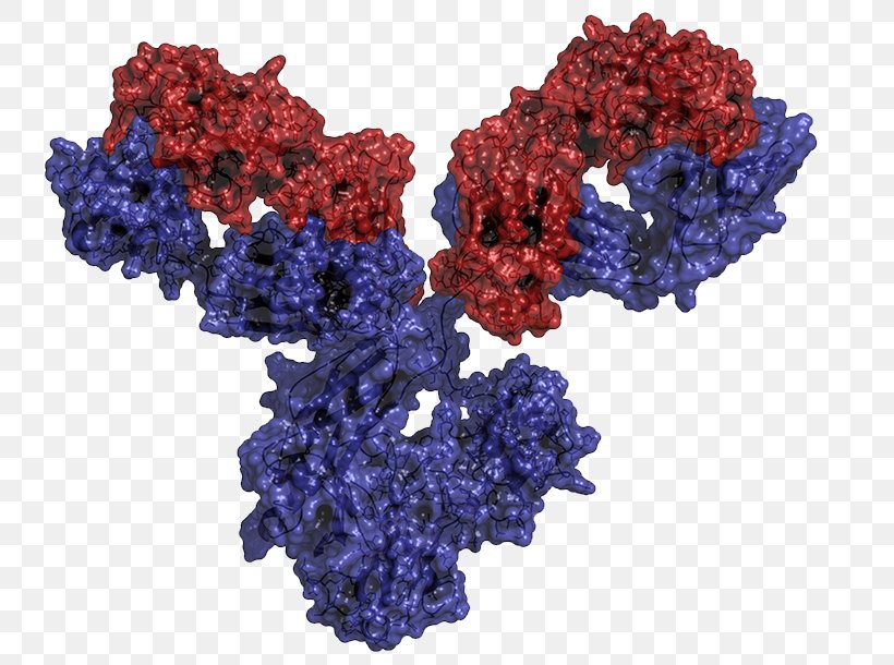 Monoclonal Antibody Therapy Immunoglobulin G Humanized Antibody, PNG, 800x610px, Antibody, Biologic, Blue, Cobalt Blue, Cut Flowers Download Free