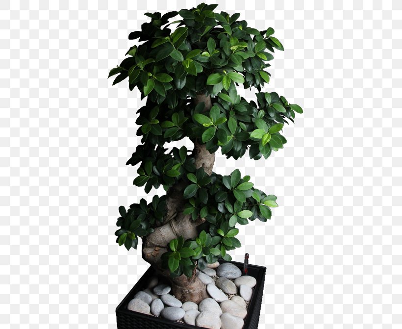 Nail X Pert Chinese Sweet Plum Tree Philosophy Shrub, PNG, 500x671px, Chinese Sweet Plum, Berlin, Bonsai, Flowerpot, Houseplant Download Free