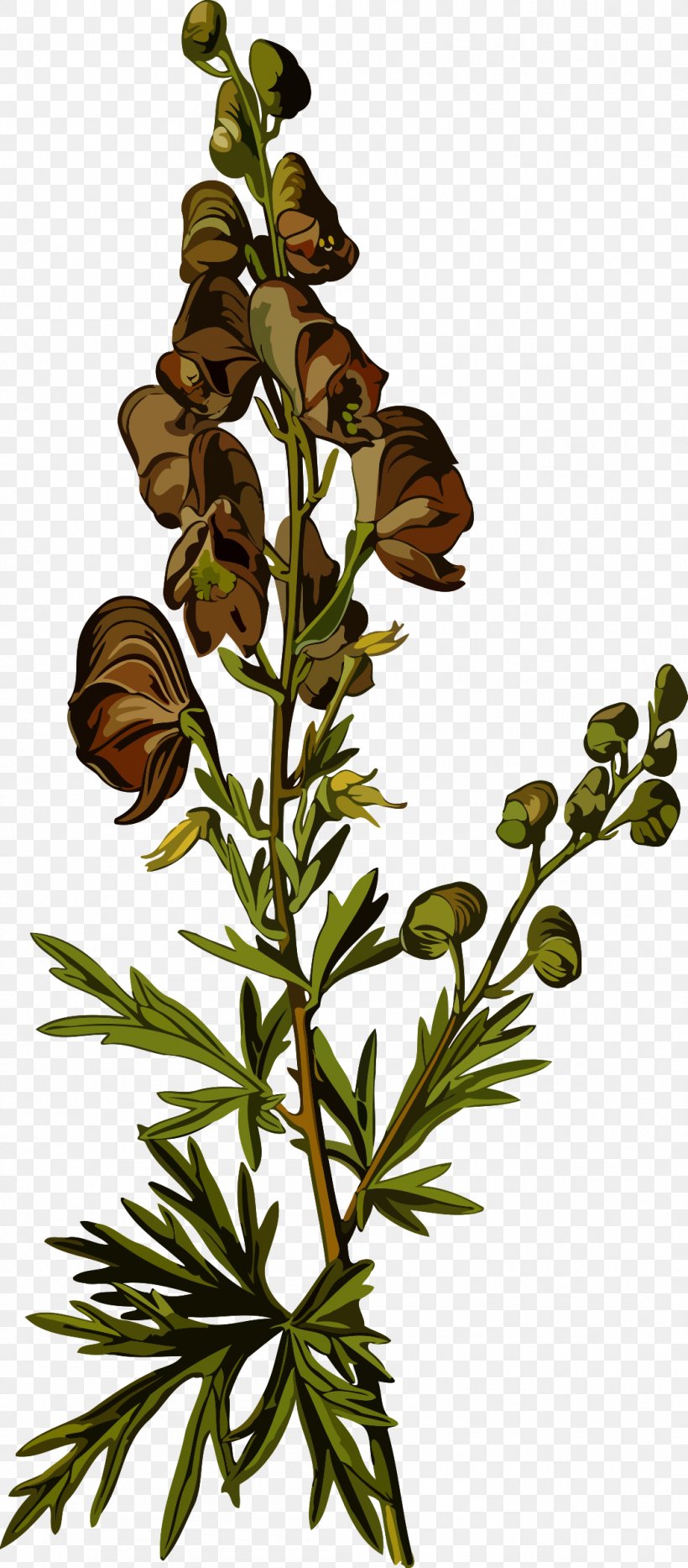 Aconite Medicinal Plants Flowering Plant Botanical Illustration, PNG, 1054x2400px, Aconite, Anemone, Botanical Illustration, Botany, Branch Download Free