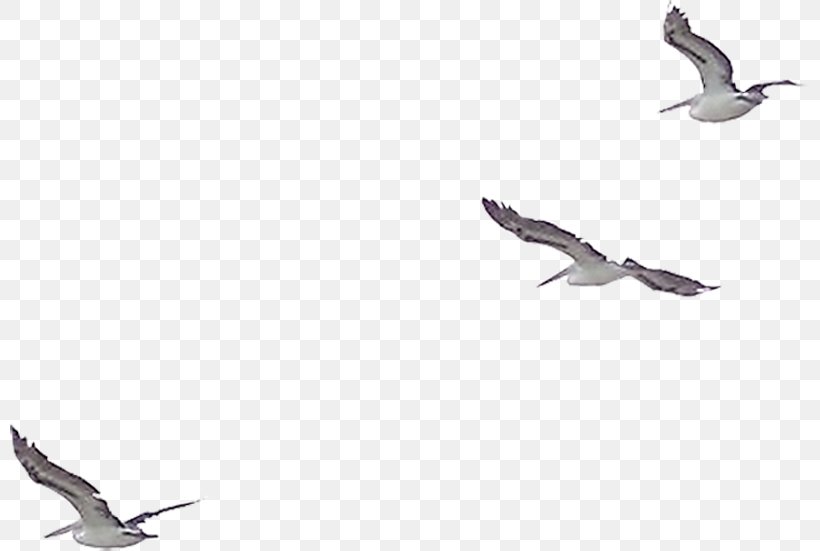 European Herring Gull Bird Clip Art, PNG, 800x551px, European Herring Gull, Animal Migration, Beak, Bird, Bird Migration Download Free
