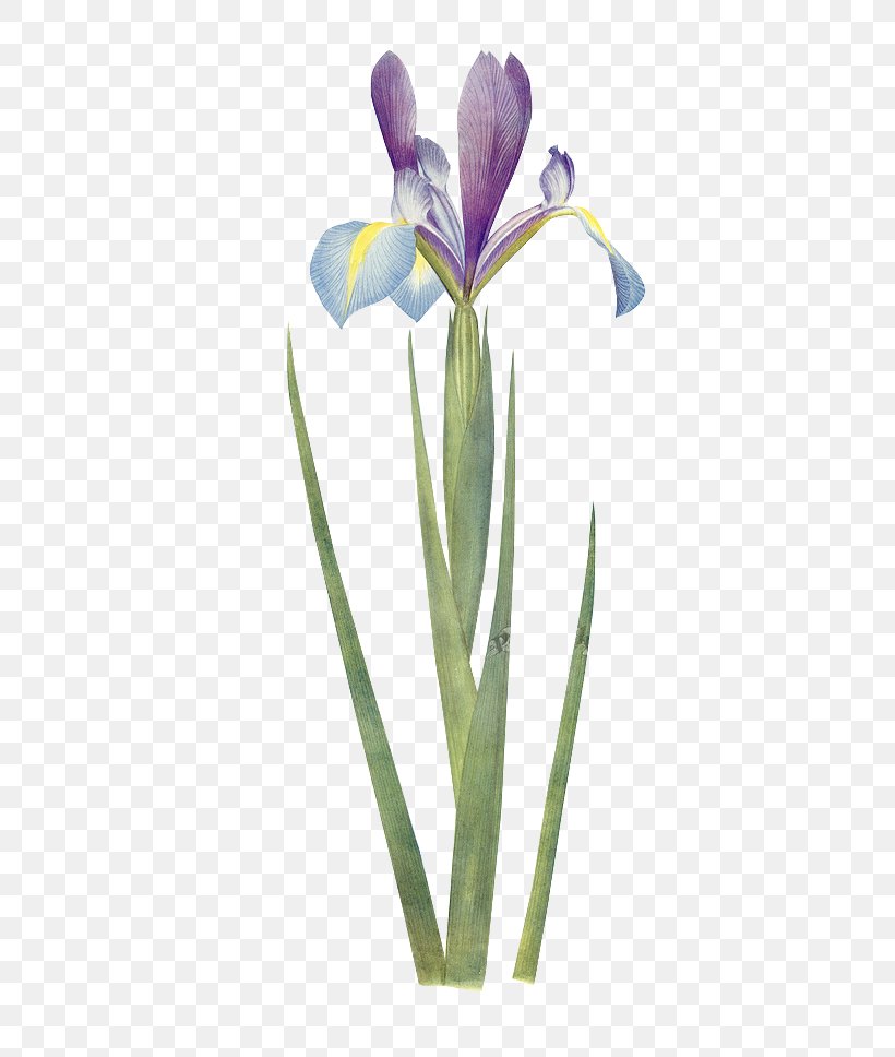 Iris Xiphium Botany Flower Botanical Illustration Wall Iris, PNG, 510x968px, Flowering Plant, Bonsai, Botanical Illustration, Botany, Crocus Download Free