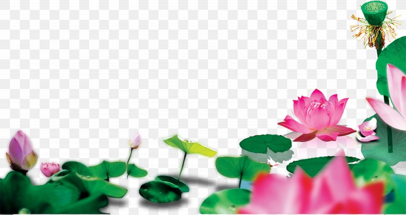 Lotus Pond Nelumbo Nucifera Clip Art, PNG, 5791x3073px, Lotus Pond, Flora, Floral Design, Floristry, Flower Download Free