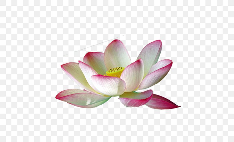 Nelumbo Nucifera Pink White, PNG, 500x500px, Nelumbo Nucifera, Aquatic Plant, Artificial Flower, Flower, Flowering Plant Download Free