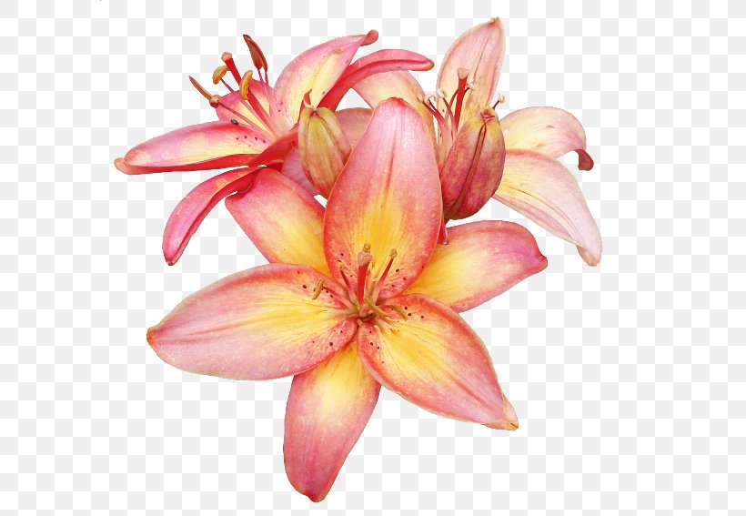 Lily Flower Cartoon, PNG, 600x567px, Lily, Blog, Closeup, Cut Flowers, Daylily Download Free