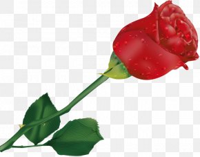 Rose - Rose Title Agency LLC Red Clip Art PNG