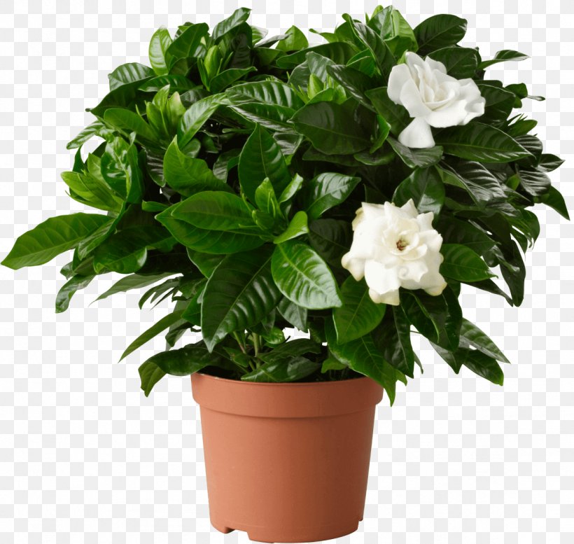 Cape Jasmine Houseplant Garden Flowerpot, PNG, 1157x1097px, Cape Jasmine, Chinese Evergreens, Container Garden, Cut Flowers, Evergreen Download Free