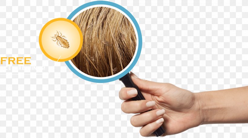Head Louse Head Lice Infestation Health Sucking Louse, PNG, 1189x665px, Head Louse, Body Louse, Child, Finger, Hand Download Free