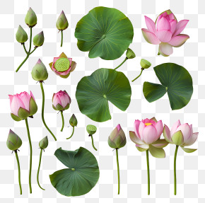 Lotus Flowers - Beautiful Lotus Flowers And Leaves Illustration PNG